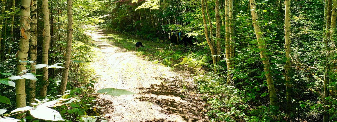 PLEIN AIR AVENTURE LA MINERVE