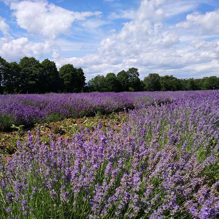 LA MAISON LAVANDE, CULTURE ET PARFUMERIE