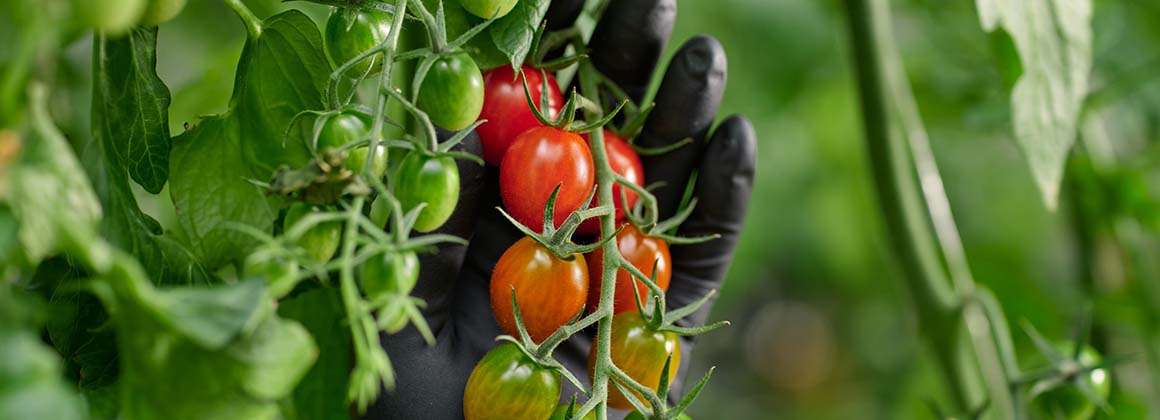 LECIEL PAR LES SERRES BERTRAND