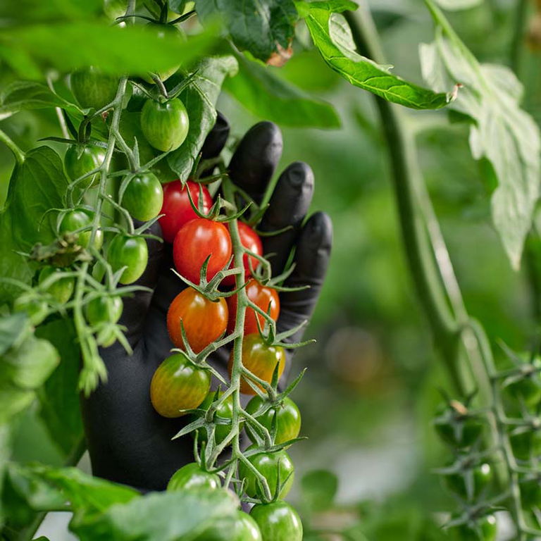 LECIEL PAR LES SERRES BERTRAND