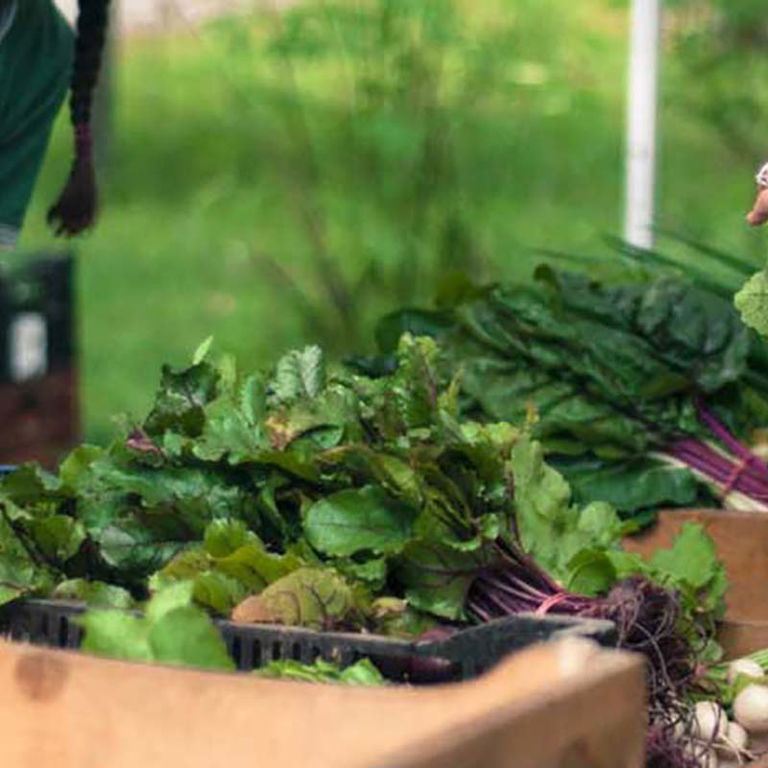 FERME AUX PETITS OIGNONS