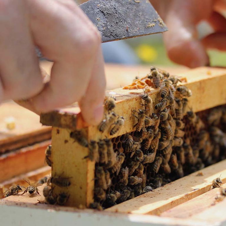 LE PETIT RUCHER DU NORD