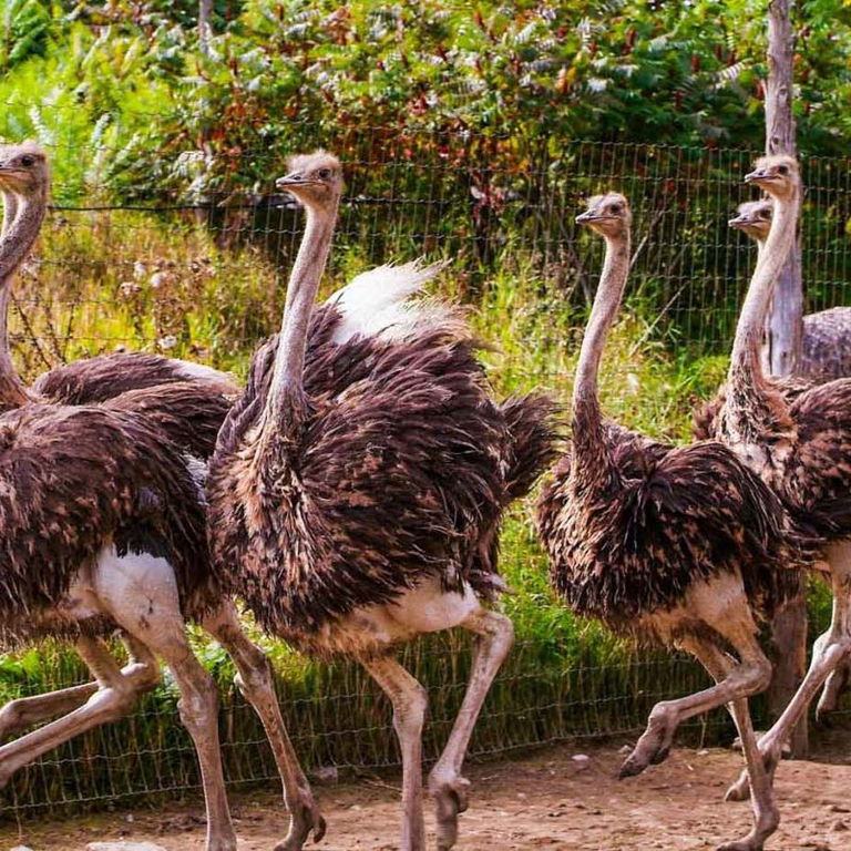 NID&rsquo;OTRUCHE PARC