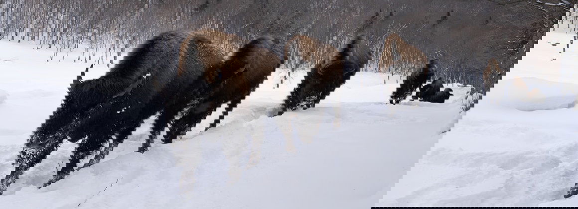 CENTRE D&rsquo;ACTIVITÉS NATURE KANATHA-AKI