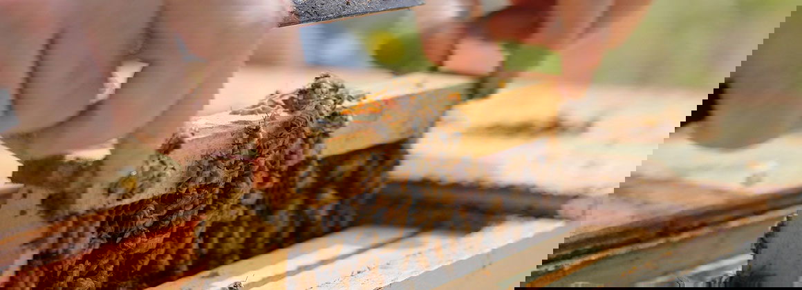 LE PETIT RUCHER DU NORD