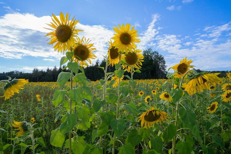 champ de tournesols